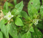 Glinus lotoides var. virens
