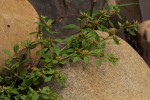 Glinus lotoides var. virens