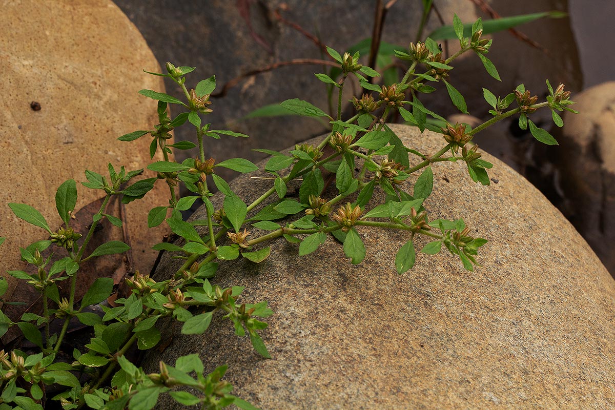 Glinus lotoides var. virens