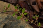 Glinus lotoides var. virens