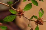Glinus lotoides var. virens