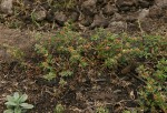 Glinus lotoides var. virens