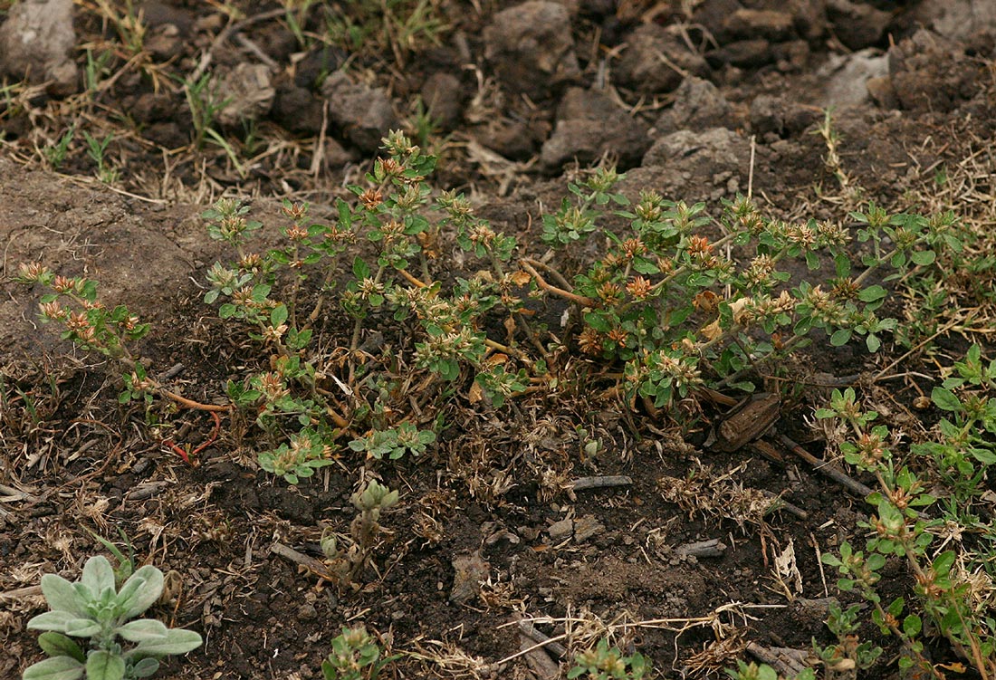 Glinus lotoides var. virens