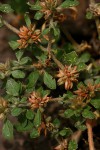 Glinus lotoides var. virens