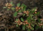 Glinus lotoides var. virens