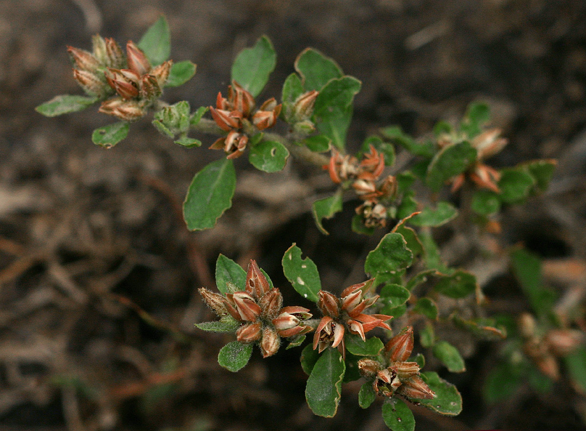 Glinus lotoides var. virens