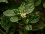 Glinus lotoides var. virens