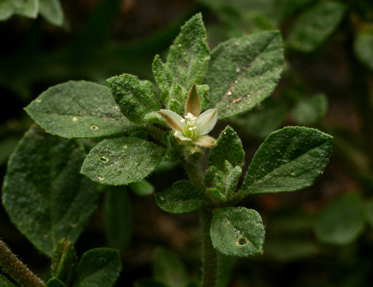 Glinus lotoides var. virens