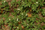Glinus lotoides var. virens