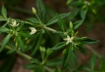 Glinus oppositifolius var. oppositifolius