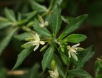 Glinus oppositifolius var. oppositifolius