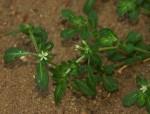 Glinus oppositifolius var. lanatus