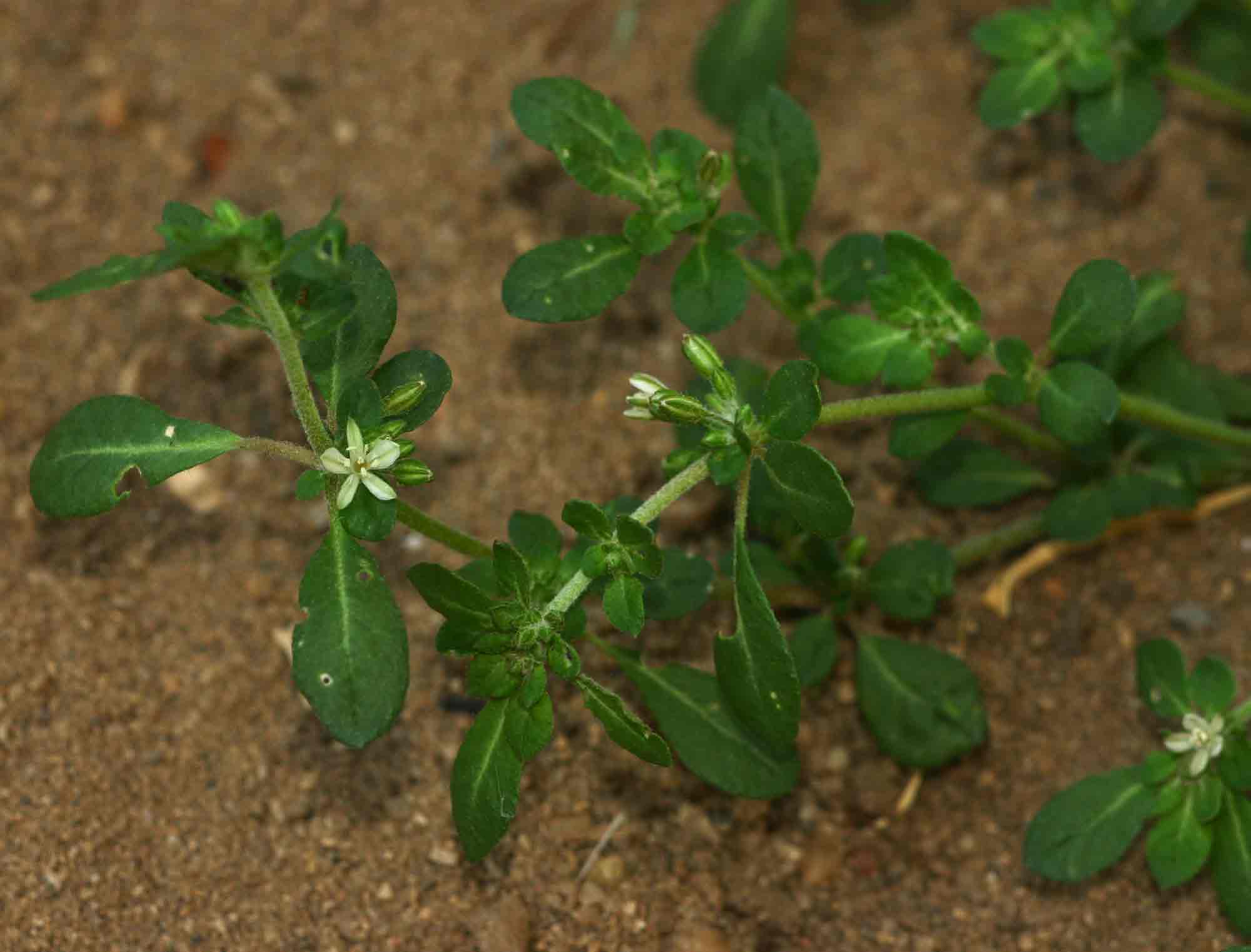 Glinus oppositifolius var. lanatus