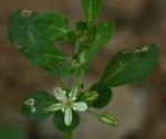 Glinus oppositifolius var. lanatus