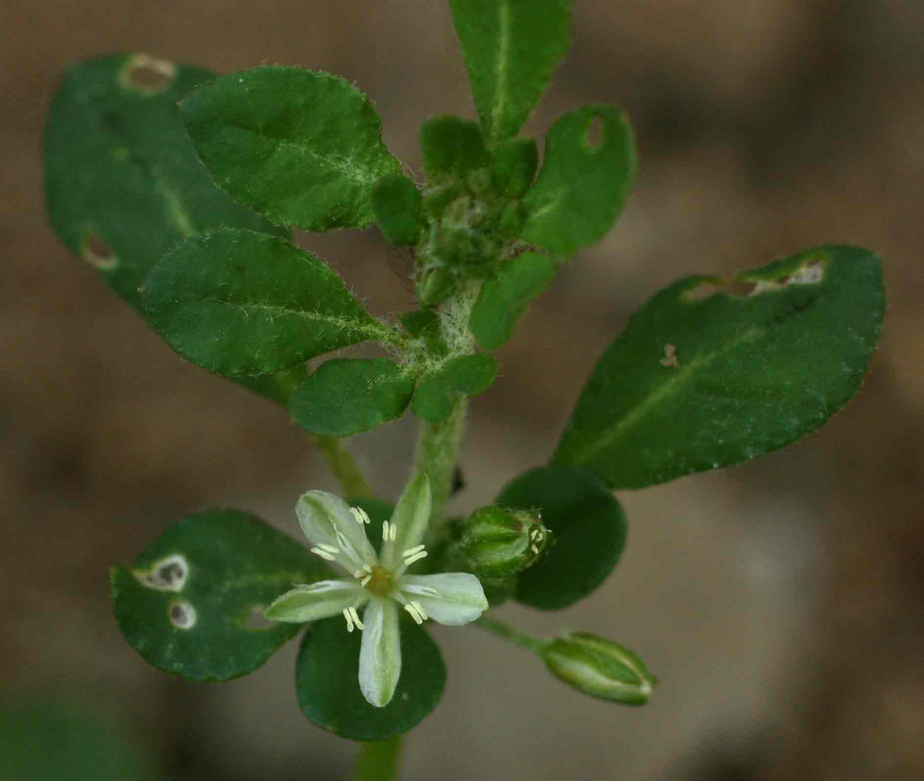 Glinus oppositifolius var. lanatus