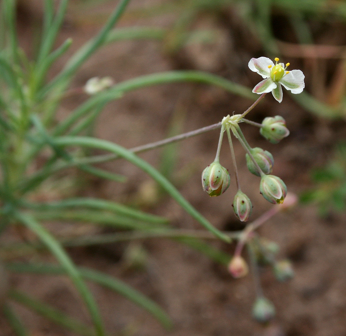 Hypertelis bowkeriana