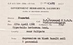 Hypertelis bowkeriana