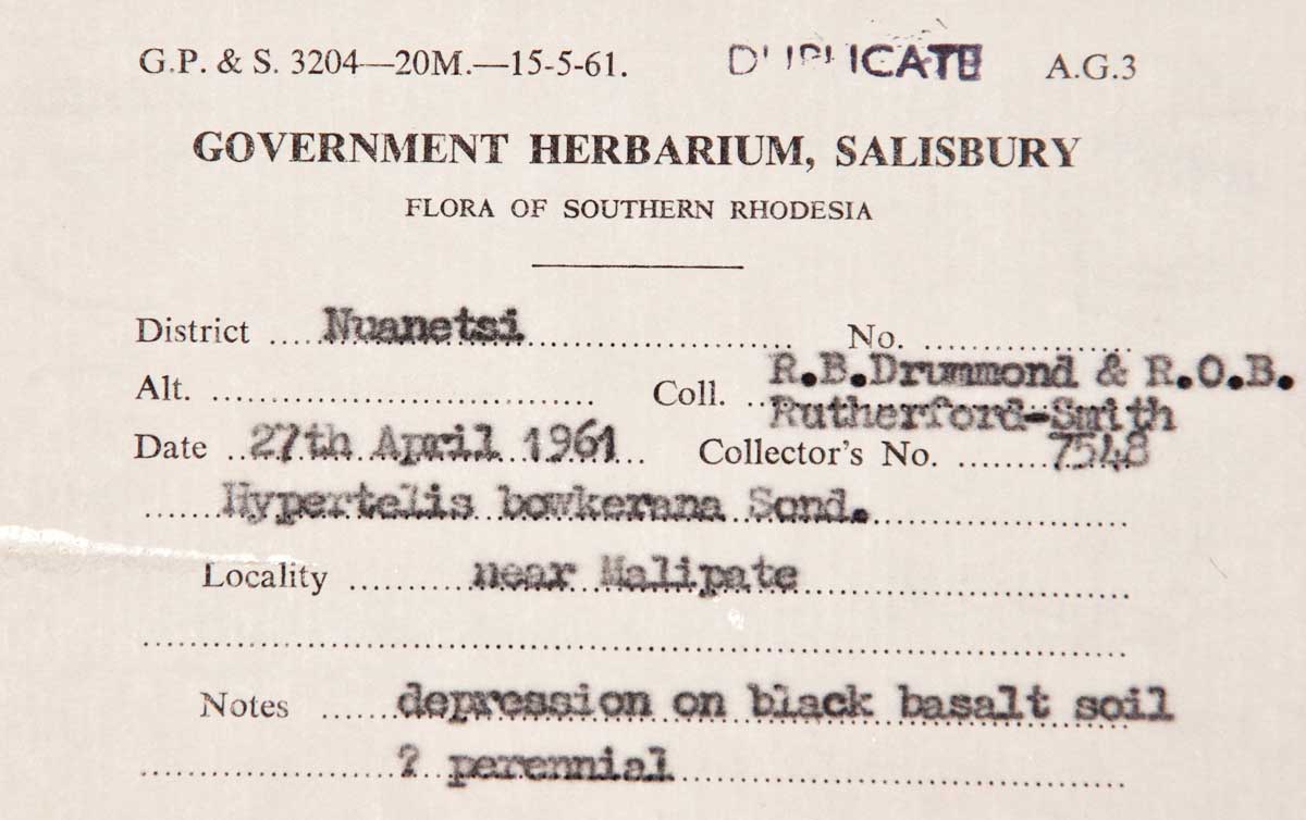 Hypertelis bowkeriana