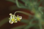 Hypertelis bowkeriana