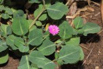 Corbichonia decumbens