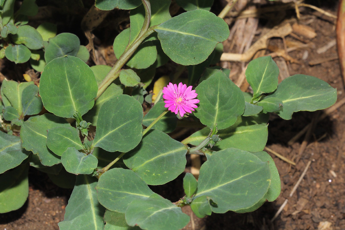 Corbichonia decumbens