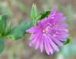 Corbichonia decumbens