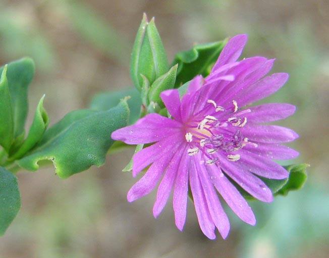 Corbichonia decumbens
