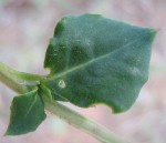 Corbichonia decumbens