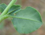 Corbichonia decumbens