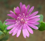 Corbichonia decumbens