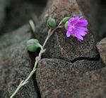 Corbichonia decumbens
