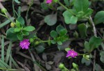 Corbichonia decumbens