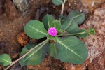 Corbichonia decumbens