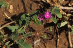 Corbichonia decumbens