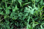 Corrigiola drymarioides