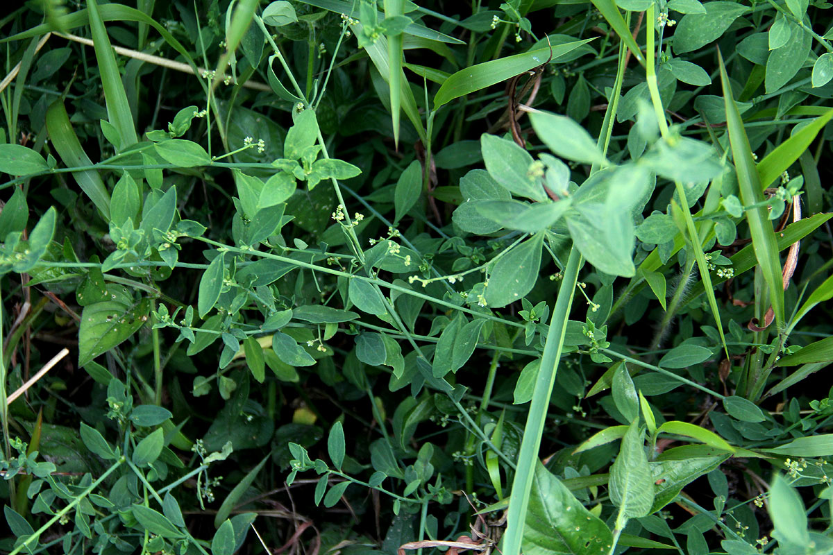 Corrigiola drymarioides