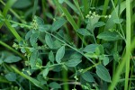 Corrigiola drymarioides