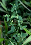 Corrigiola drymarioides