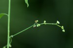 Corrigiola drymarioides