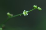 Corrigiola drymarioides