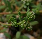 Corrigiola litoralis