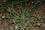 Corrigiola litoralis