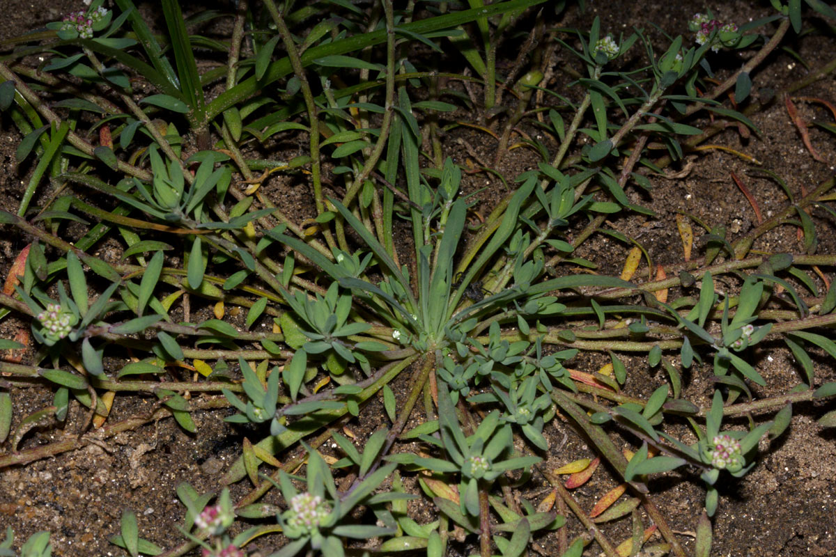 Corrigiola litoralis