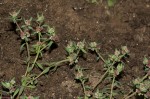Corrigiola litoralis