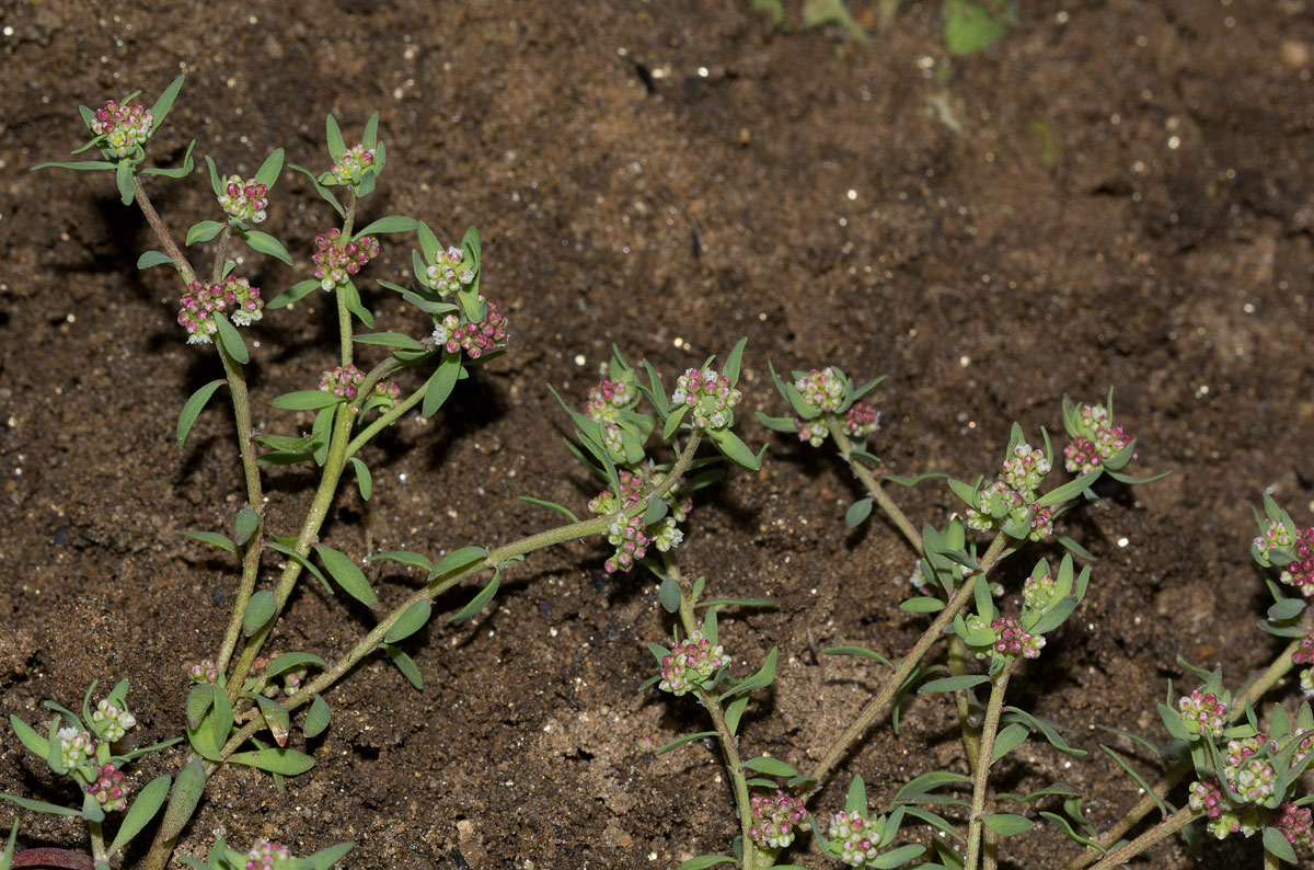 Corrigiola litoralis