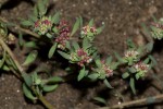Corrigiola litoralis