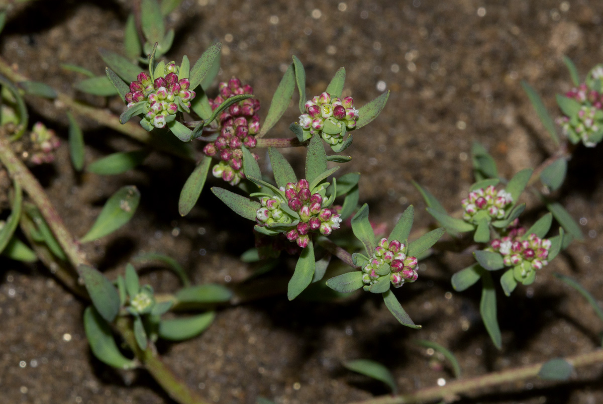 Corrigiola litoralis