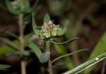 Corrigiola litoralis