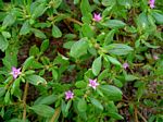Sesuvium hydaspicum