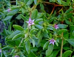 Sesuvium hydaspicum
